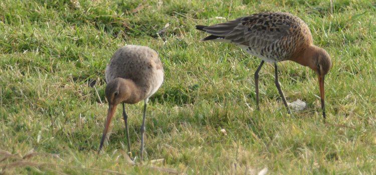 Weidevogelexcursies in april en mei